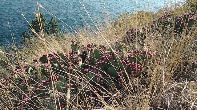 Мыс Плака, Крым