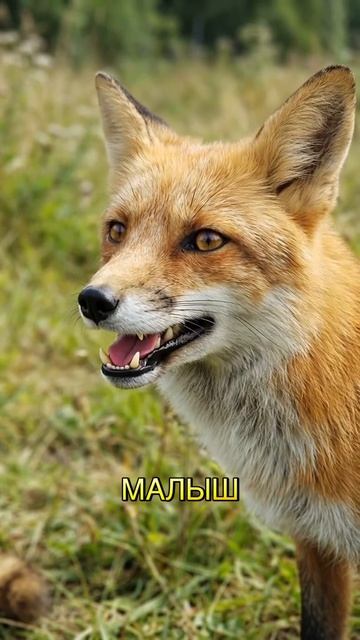 БЕДНЫЙ ЛОСЬ😑😔😀 #подписывайтесь #друзья #лайк #топ #рекомендации #яппи #yappy