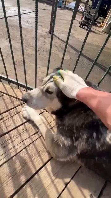 Верим в будущее стесняшки  САО Тучи 🌸❗Пост в описании 🎥 #dog #собака #алабай #animals #любовь #сао