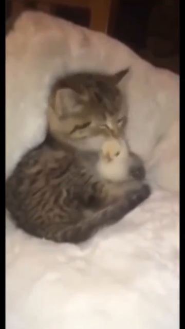 Клип @meowtaverse