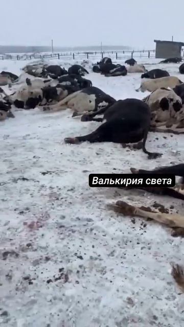 VID_20260421_235505_104.mp4