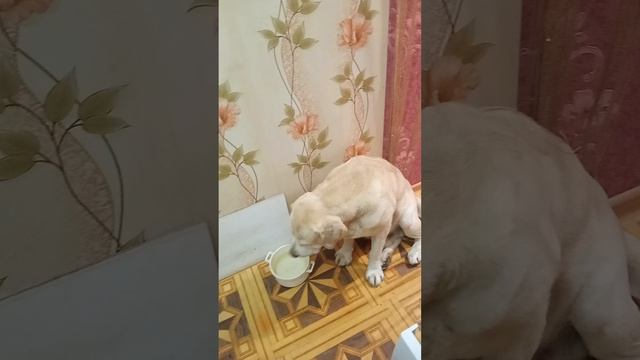 Не большой перекус лабрадора Рэма.