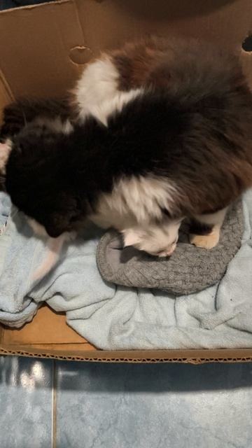 #6 Папа Кот украл котят и принес нам на воспитание #кот #котята #влог #треш #как #где #что