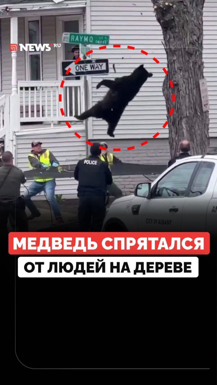 В США 4 часа спускали на землю медведя