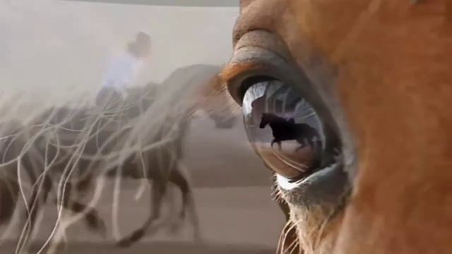 Красивые лошади. Видео.