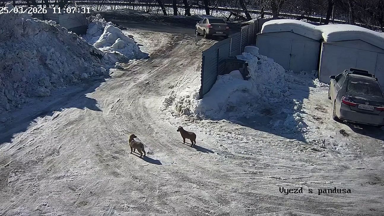 Шокирующее видео: брошенные щенки и отклик тысяч сердец