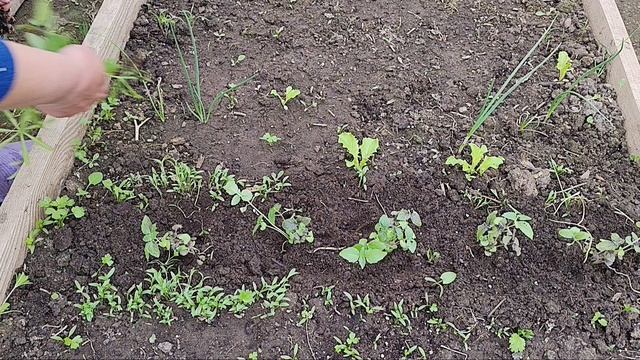 Высадила базилик, пекинскую капусту. Начала высаживать томаты.