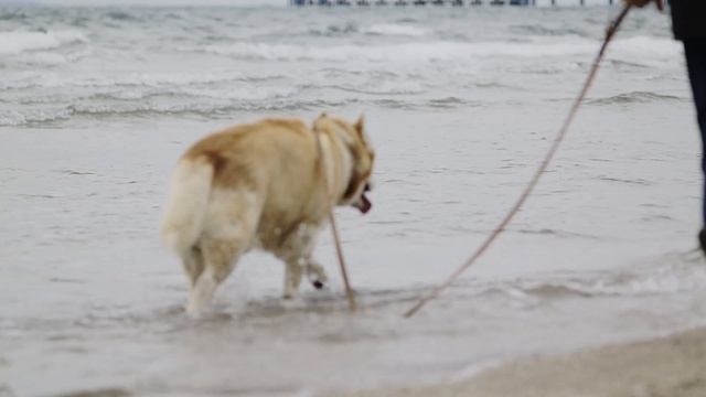 Пёс бежит по воде, вертолёт в небе, я и лох узколистый в кадре — Юпитер-37А // 22 апреля 2026 года