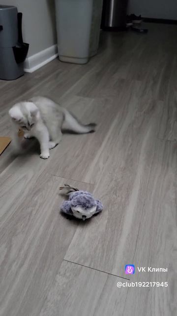 смешной кот