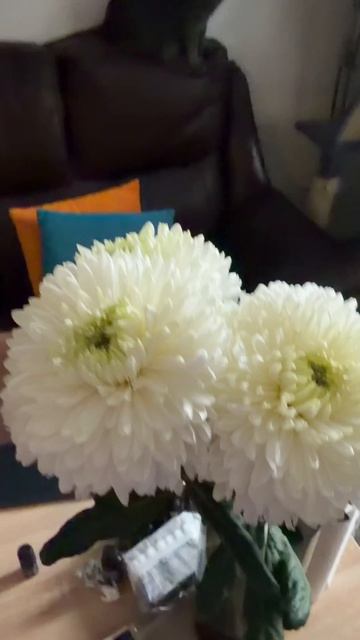 Выпросила себе цветов, но больше всех доволен кот