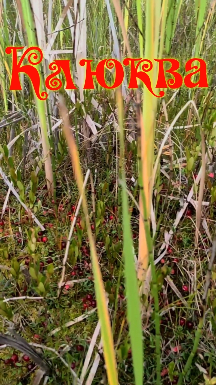 Клюква на болоте