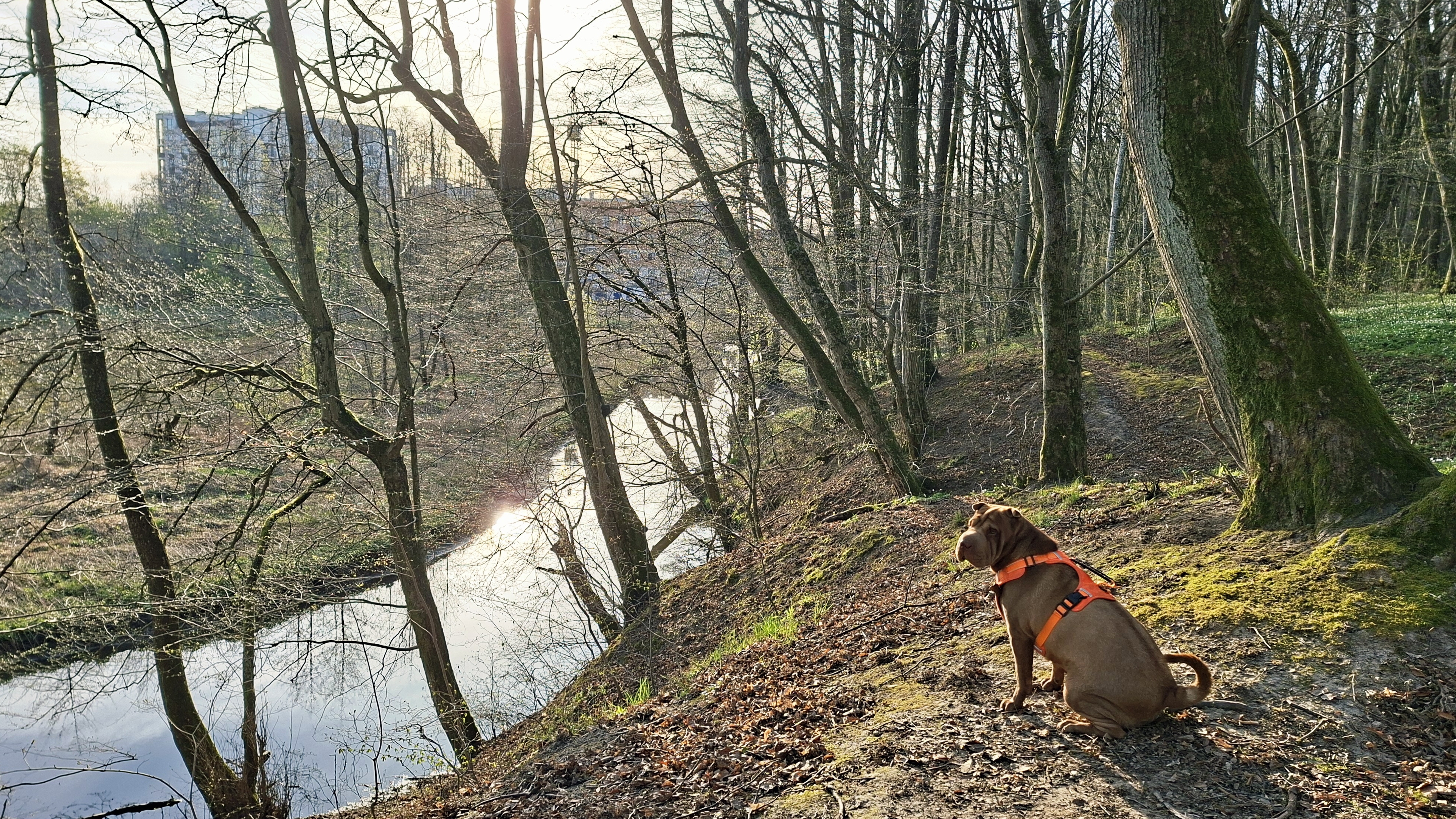 Утро доброе🌞🌿#пешиепрогулки