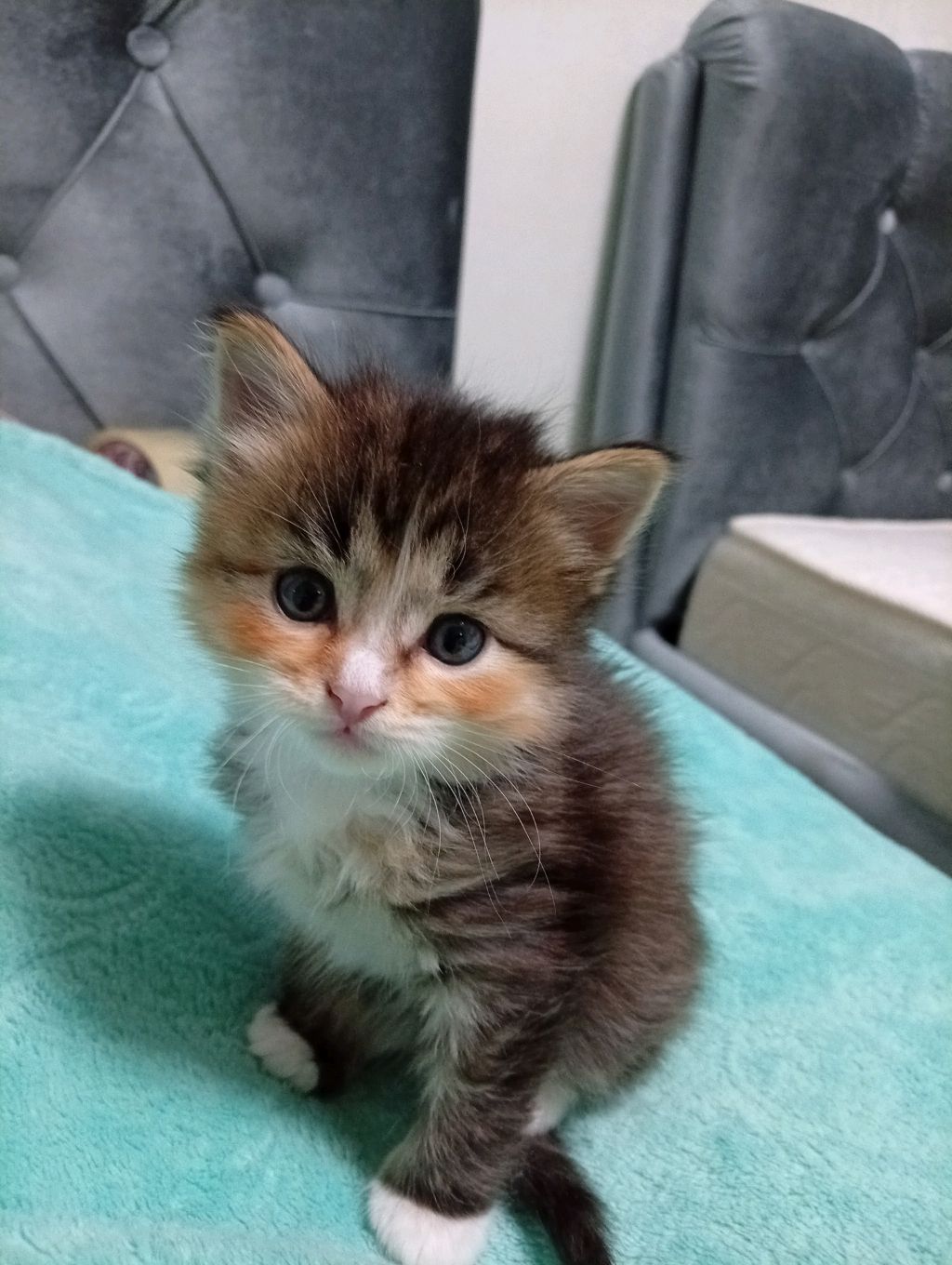 котик, Буся