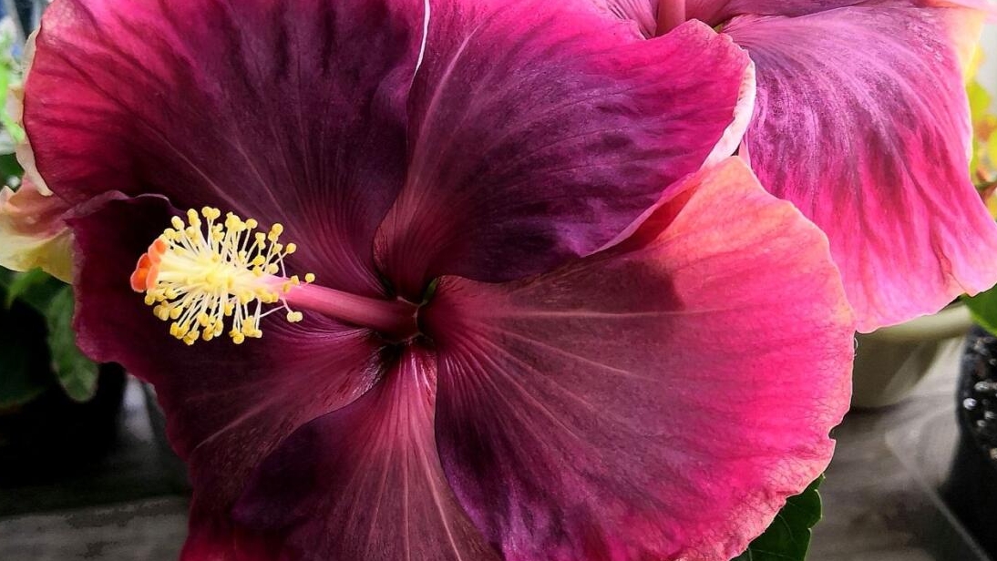 ИЗЛИШКИ ГИБИСКУСОВ 🌺ВСЕ ПРО НИХ И ПРО ОТПРАВКИ РАСТЕНИЙ 🍀☘️🍀