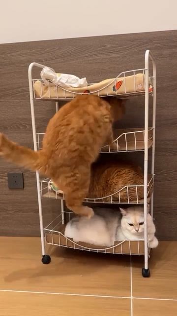 Кошачий хостел