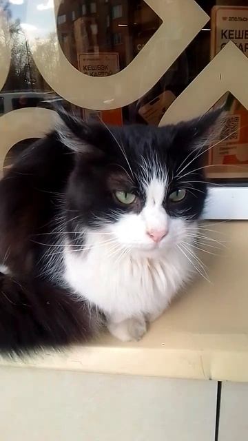 НАШЁЛ КОШОЧКУ ОКОЛО МАГАЗИНА