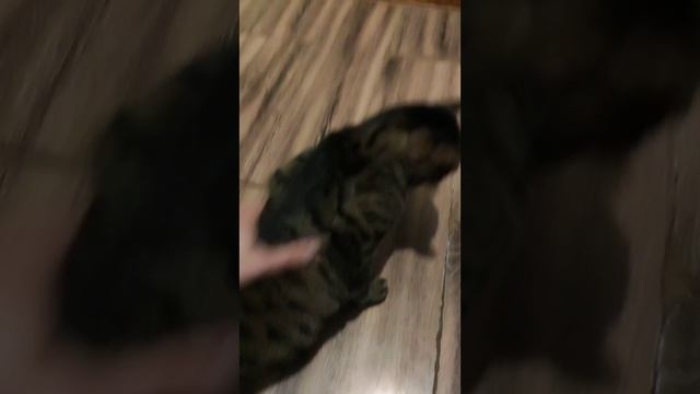 Поговорил с Котом