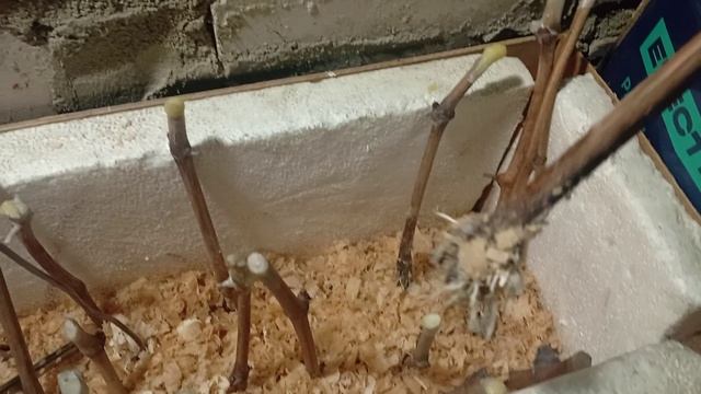 кильчевание черенков #2