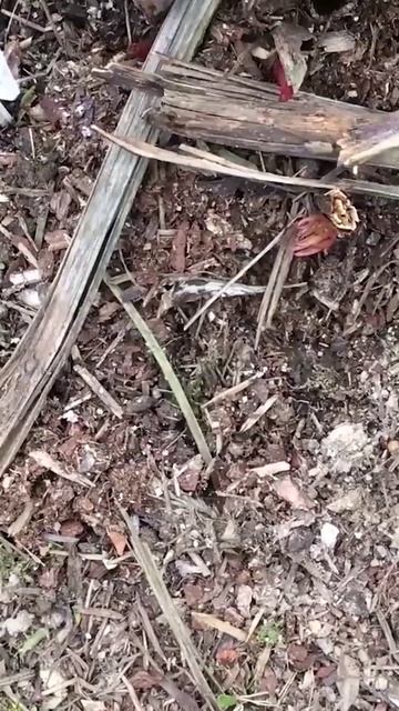 УХОД ЗА ПИОНАМИ РАННЕЙ ВЕСНОЙ