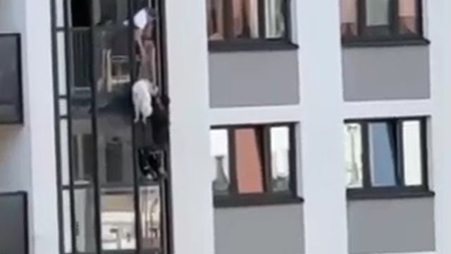 Жители дома в Петербурге, не дожидаясь МЧС и полиции, спасли собаку с балкона