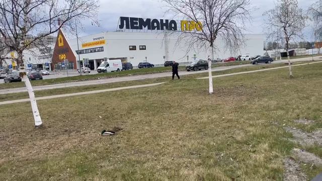 Тут уточки, а у нас покупочки