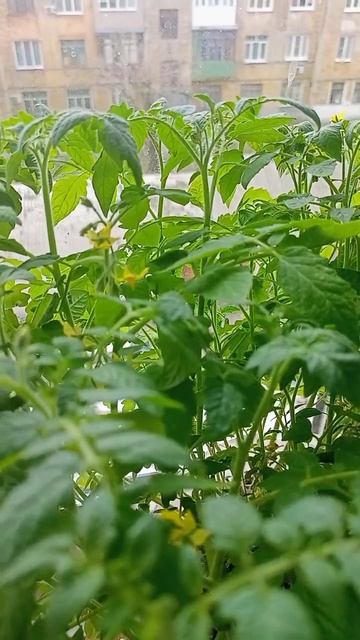 мой помидоры черри