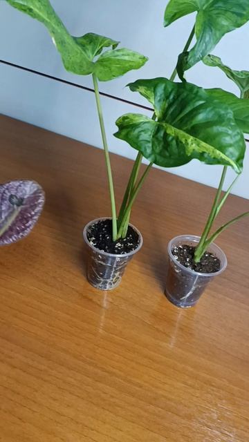 Видео для Авито ☘️🌿💚 Сингониумы Мотленд  и  🍓 эписция Земляничная грядка