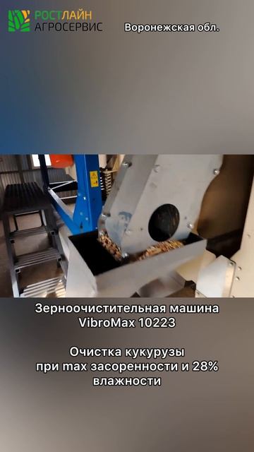 Кукуруза очищена, ГОСТ получен даже при max засоренности и 28% влажности #shorts