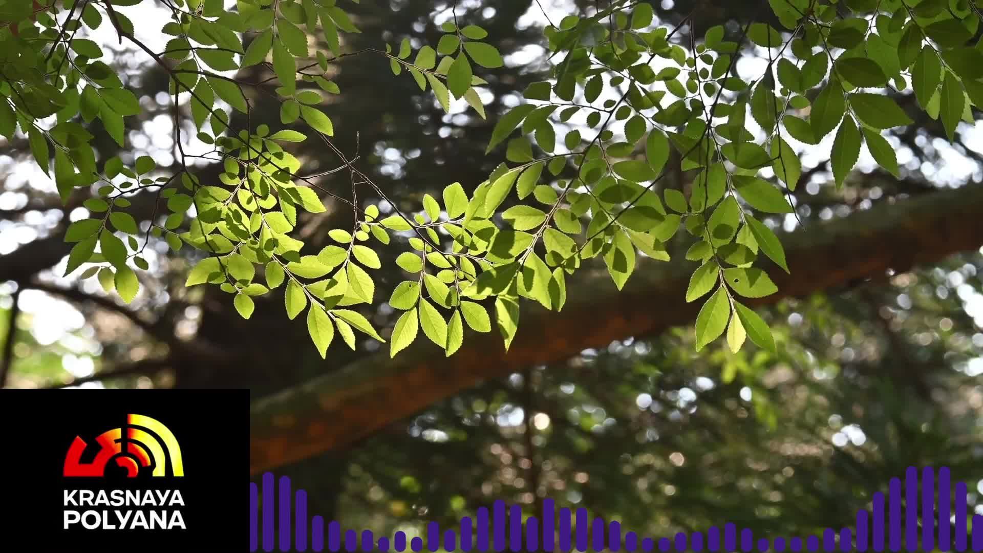 Радио Красная Поляна LIVE 24/7 🎧 Музыка из гор | Стрим без остановки