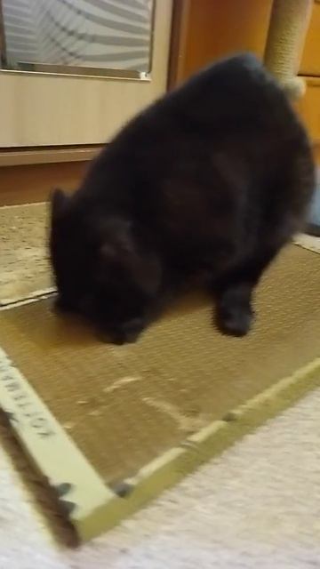 Вислоушке очень нравится когтеточка!❤️