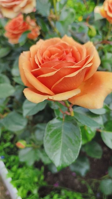 Роза Ашрам. Красотка!