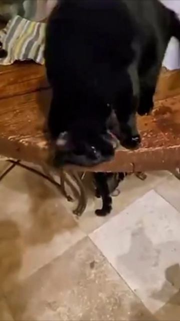 Смешные коты #119-1