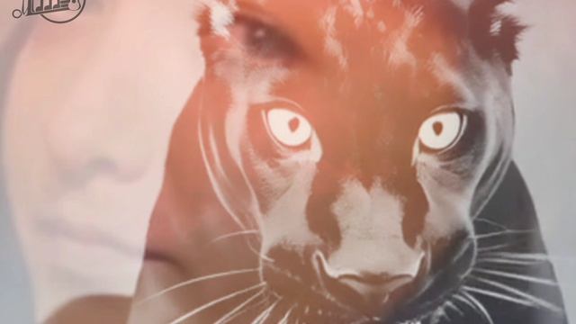 Чёрная кошка - автор Михаил Шаргин.mp4