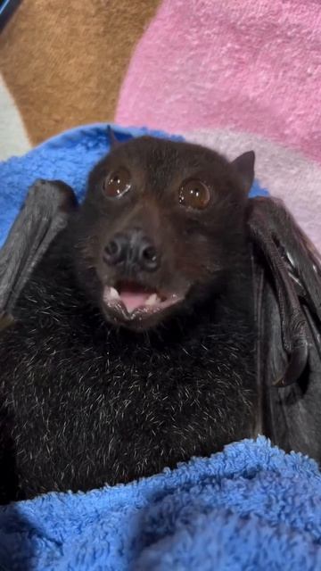 Летучая собака