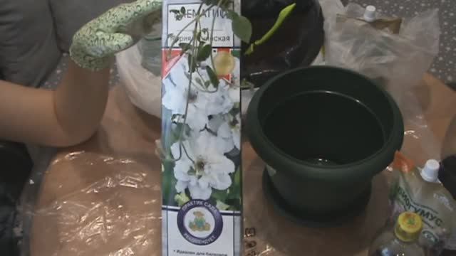 Купили Клематис! Что с ним делать__Посадка и уход за Клематисом до высадки в грунт.