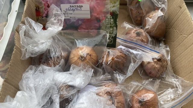 Луковичные из подвала готовлю к посадке в грунт