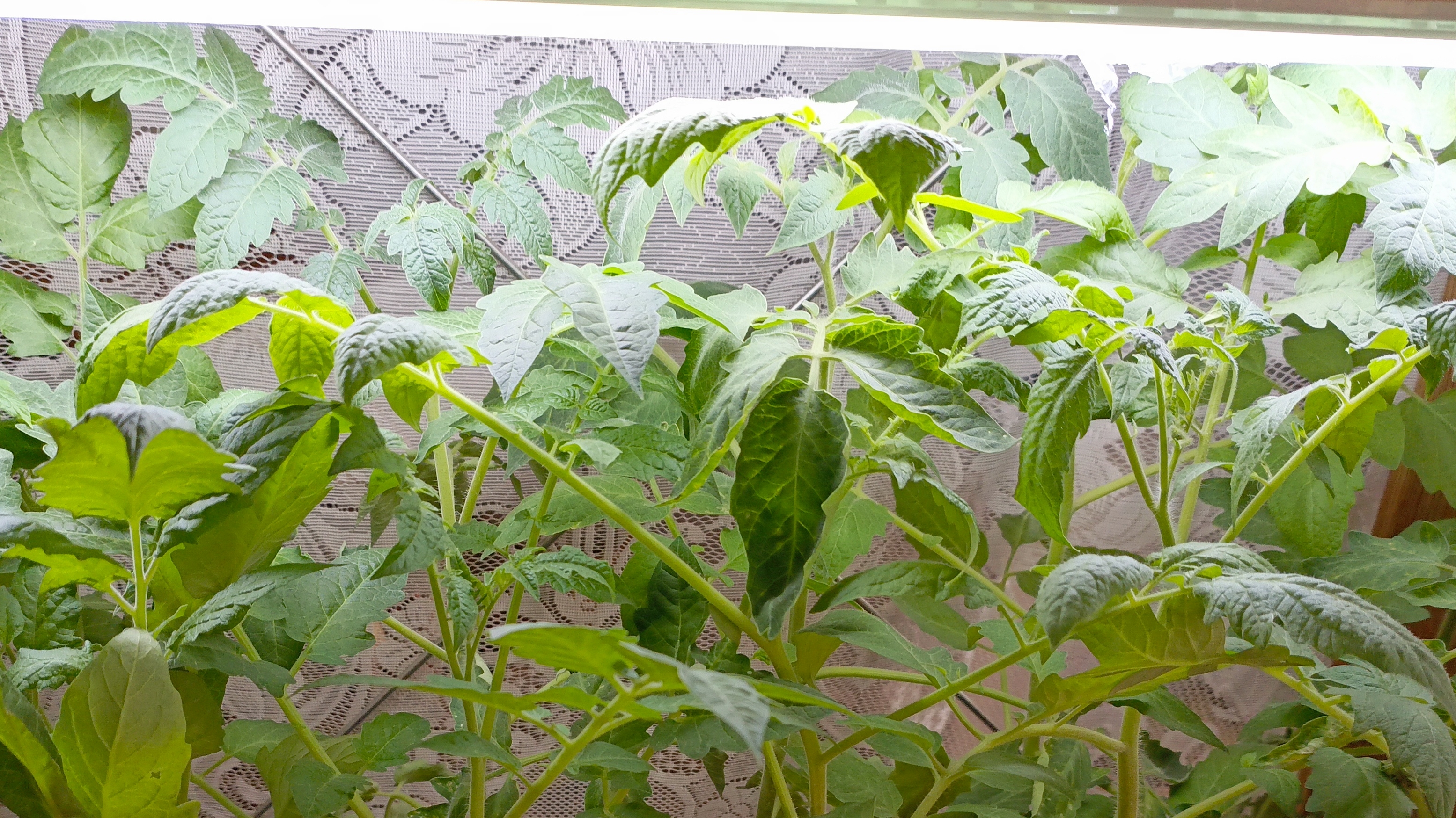 Рассада томатов и петунии на конец апреля