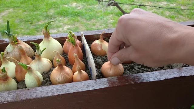 А как правильно? Посадка лука на зелень. Часть 1.