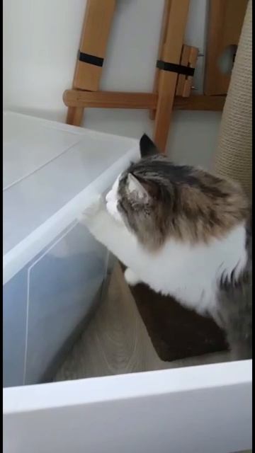 Кот барабанщик