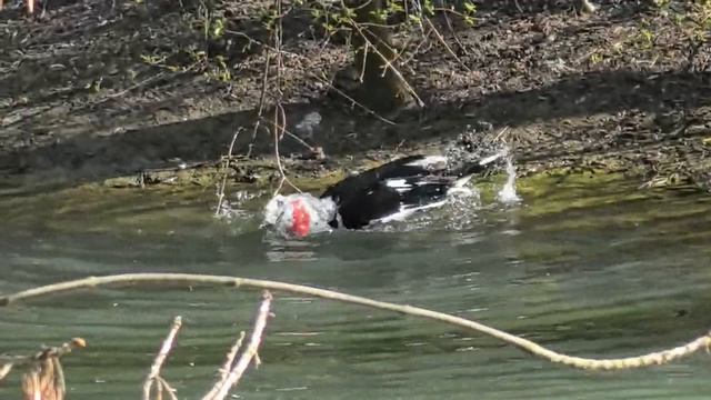 Индоутка радуется жизни. Видео Л.П. Юрчишко
