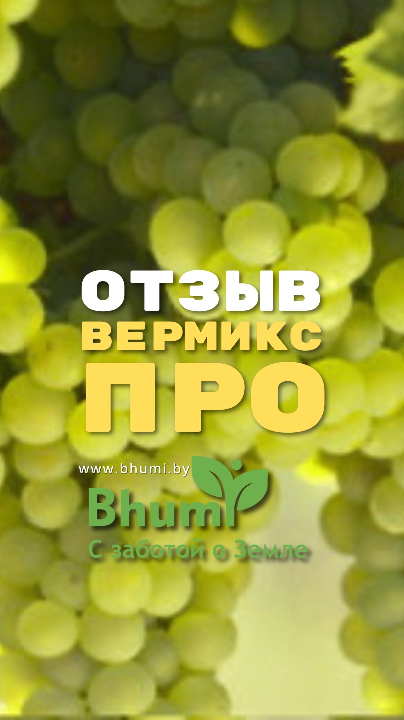 Хороший результат на винограде. Отзыв #bhumi