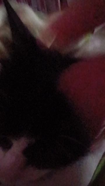 Я с мамой помыли кошку (это кошка) 😍🥰😍 и она проснулась😍😍😍😍😍😍😍😍😍😘😘😘😻😻😻