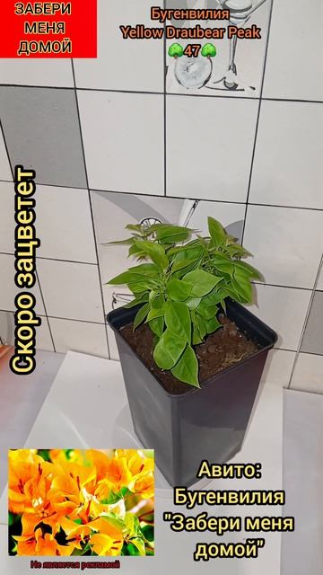 БУГЕНВИЛИЯ