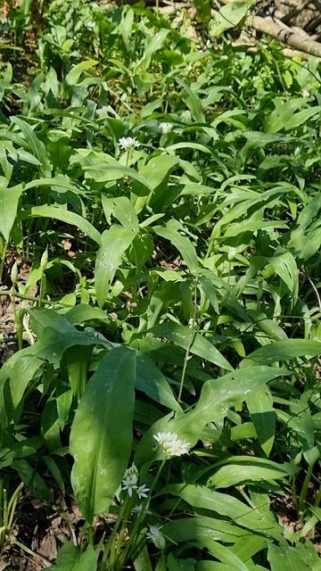 Черемша зацвела