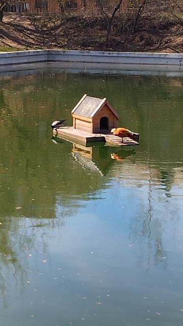 Нарциссы. Утки