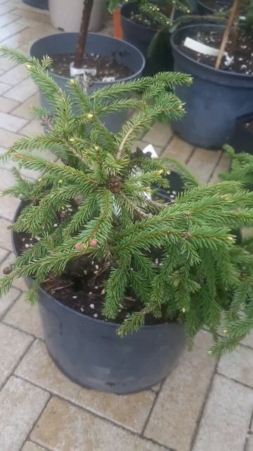 ❤🌲Ель Пуш
✔Продажа растений в макс и телеграм канале: https://t.me/love_is_hvoiny_dvorik
🚛🪴Отправка