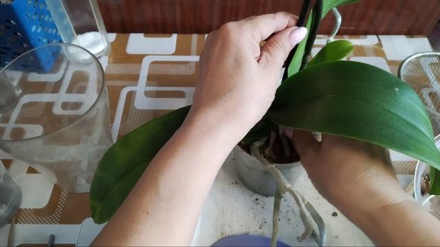 Орхидея на день рождения 💞 входящая обработка. Неожиданный выигрыш 😉