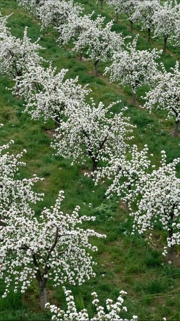 Цветение вишни: красота весны #вишня #цветение #природа