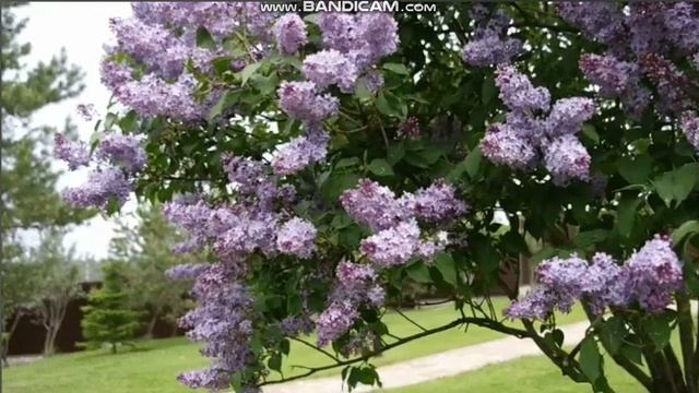 То не ветер ветку клонет...