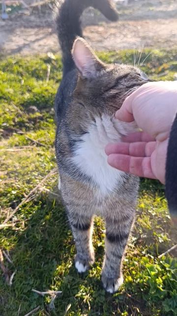 Ранним утром в деревне 🏠🌞 Куры, гуси, волкодав Ева, рыжий кот Фокс и хозяюшка Лапа ☝️